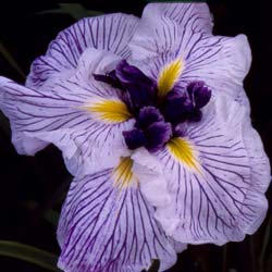 Japanese water Iris 'Caprician Butterfly'